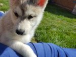 siberian-husky-puppies-for-sale-575c3055cc2b7.jpg