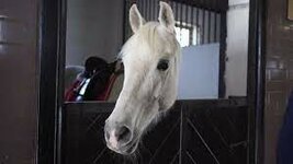 White Horse in a Stall in the Stable by SayfutdinovA | VideoHive