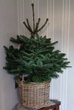 Small fir.jpg