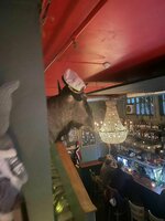 gnu bar norway.jpg