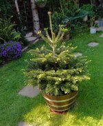 Fir tree 1.jpg